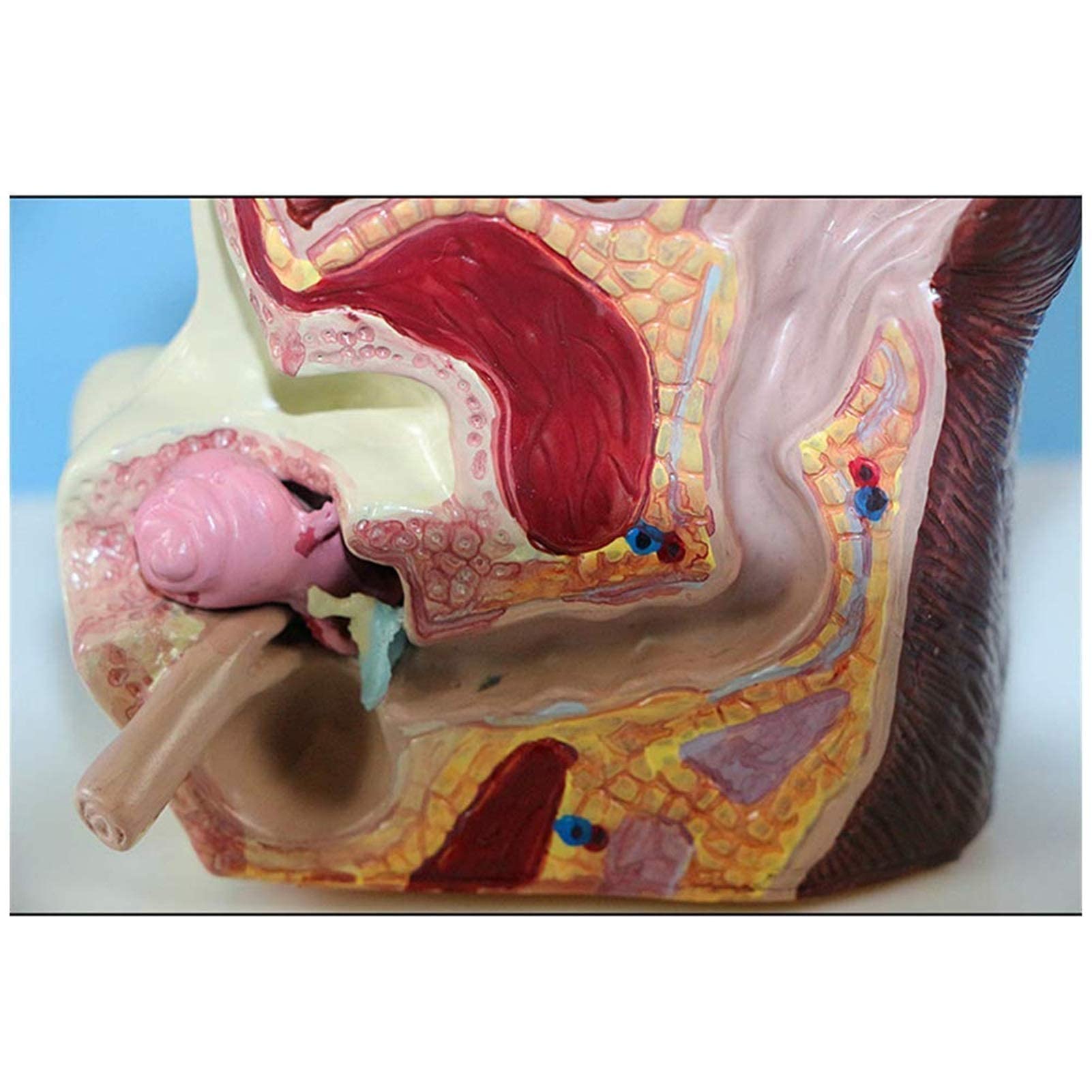 Modèles Anatomiques Squelettiques, Modèles D'organes Animaux - Modèles d'oreilles De Chien - Matériaux PVC Modèles Anatomiques Pathologiques Modèles Animaux D'enseignement Médical