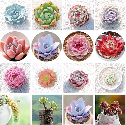 Succulent Seeds Mix - 50 Seeds - Echeveria Species Mix