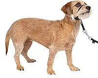 PetSafe Coleira de cabeça suave Leader, coleira de cachorro sem puxar, perfeita para treinamento de coleira e arreio – impede que animais de estimação puxem e asfixia em caminhadas – pequena, preta