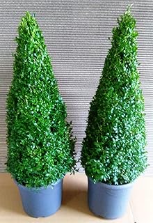 2 x Buchsbaum Kegel, Höhe: 100-110 cm, Pyramide, Buxus, Formschnitt + Dünger