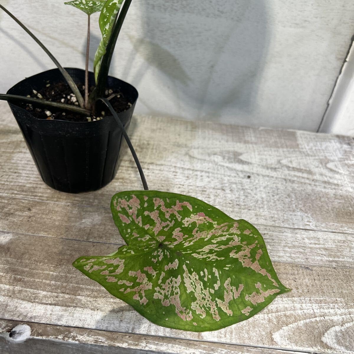 カラジウム カモフラージュ 3号 鉢底から約37cm 8月3日撮影現品 豊中市より出品 同梱発送歓迎