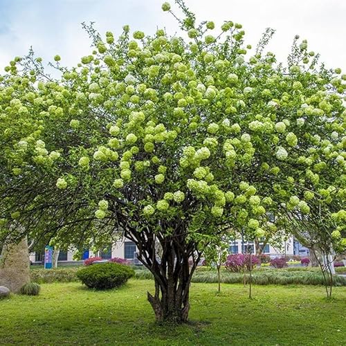 Green Hydrangea (Paniculata) Shrub Flower Live Plant - 18 Inch Height For Yards And Home Garden Decoration #TOP5