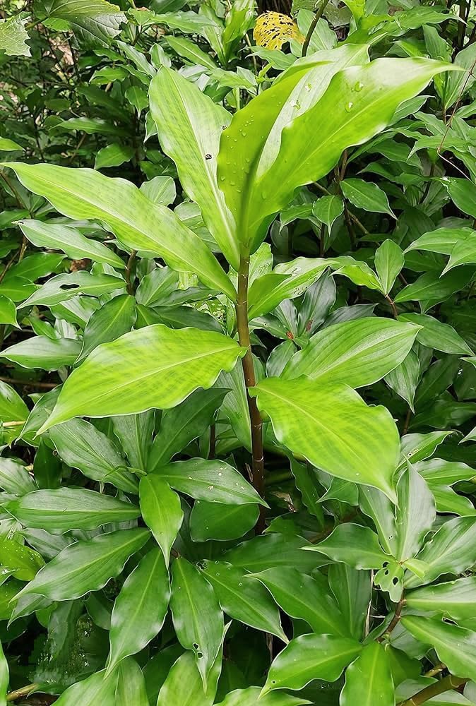 Insulin tree plant sugar and diabetes (Pack of 1 Live plant) (B0D794Z6R7) Amazon Price History, Amazon Price Tracker