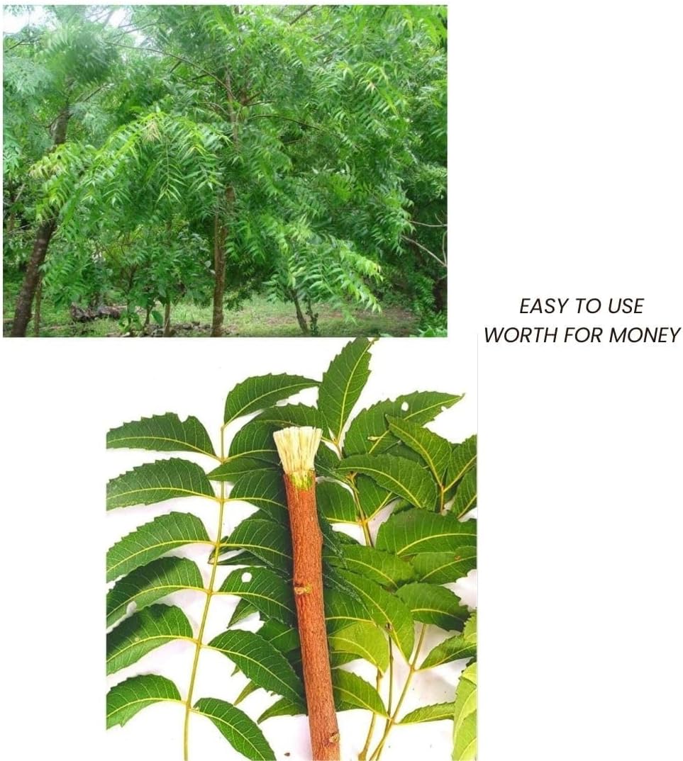 Ayurvedic Natural Organic Neem Datun, Manual Toothbrush Nim Tree Twigs Chew Sticks for Brushing Teeth Removes Bad Breath, Relieve Tooth Ache Smile on face (6 to 8 inch)us for Adults & child,Pack of 10