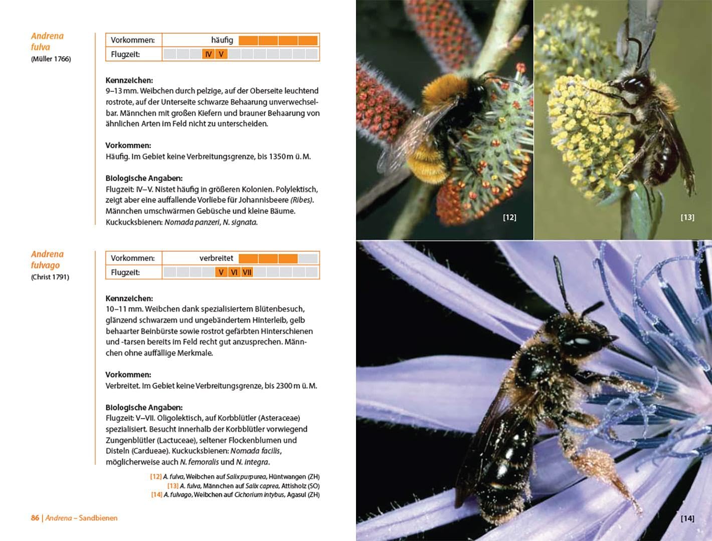 Bienen Mitteleuropas: Gattungen, Lebensweise, Beobachtung