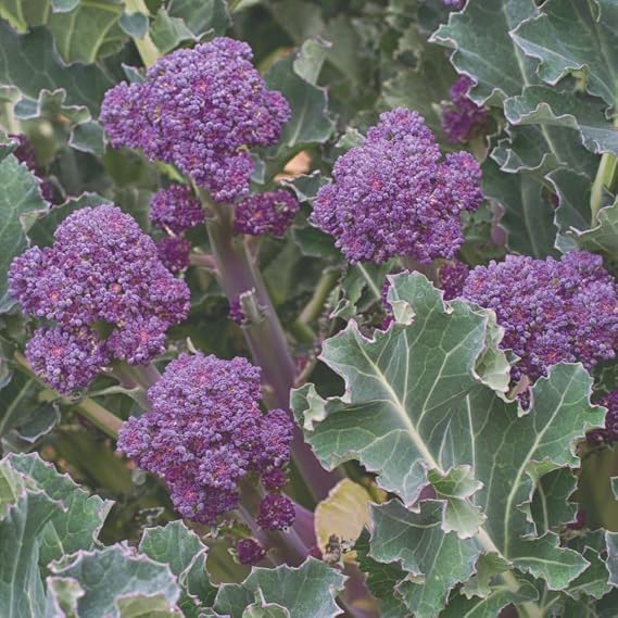Broccoli 'Purple Sprouting' Brassica oleracea 4X Packets x200 Seeds By Suttons
