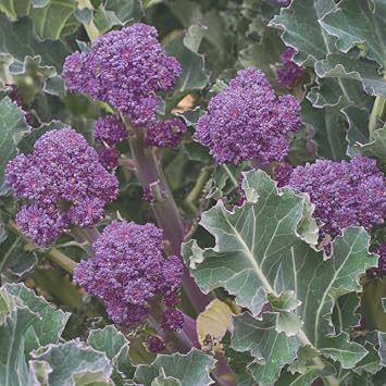 Broccoli 'Purple Sprouting' Brassica oleracea 4X Packets x200 Seeds By Suttons