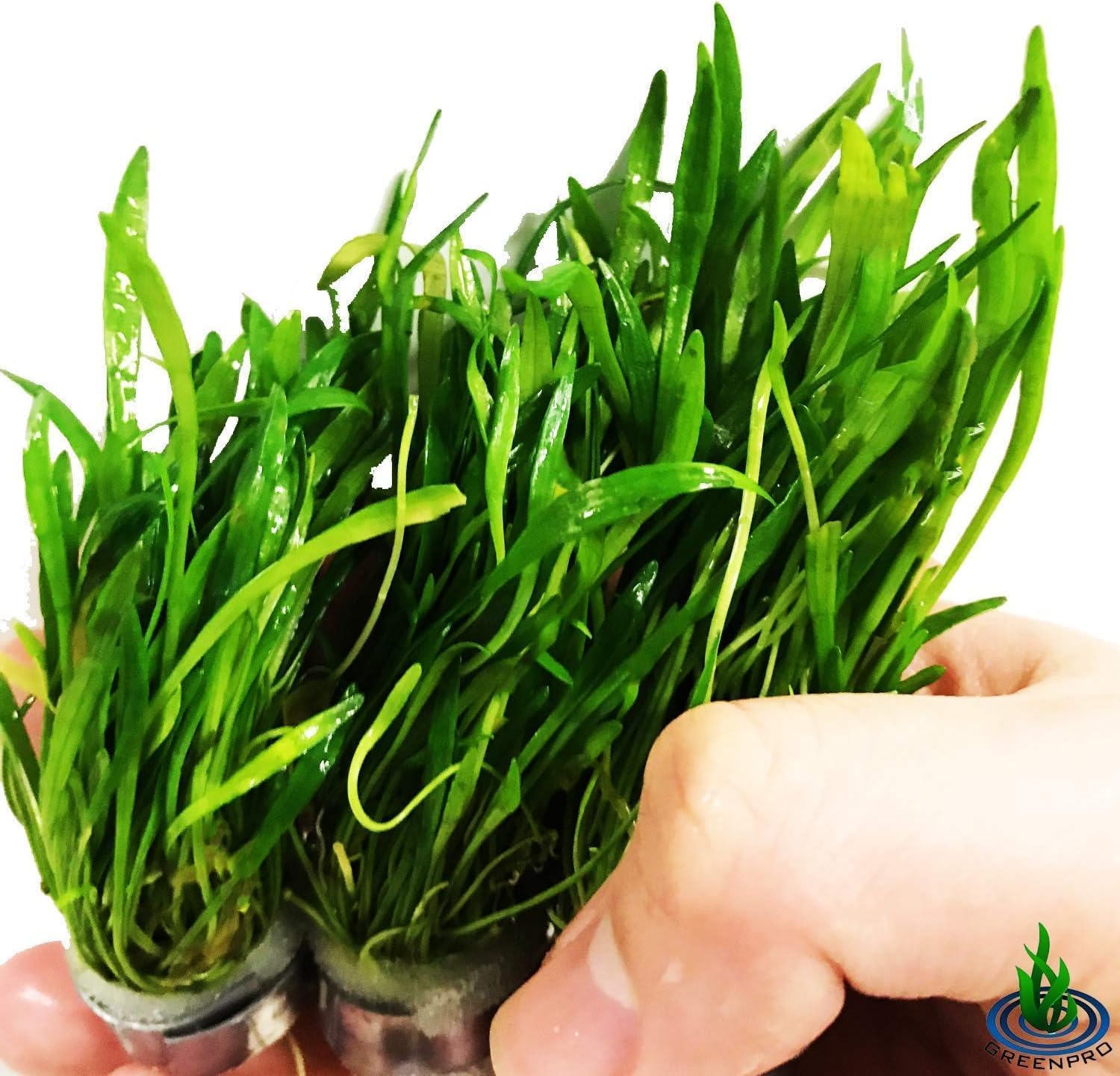 Micro Sword Lilaeopsis Novaezelandiae 3-Bunch Freshwater Live Aquarium Plants Carpet Tank