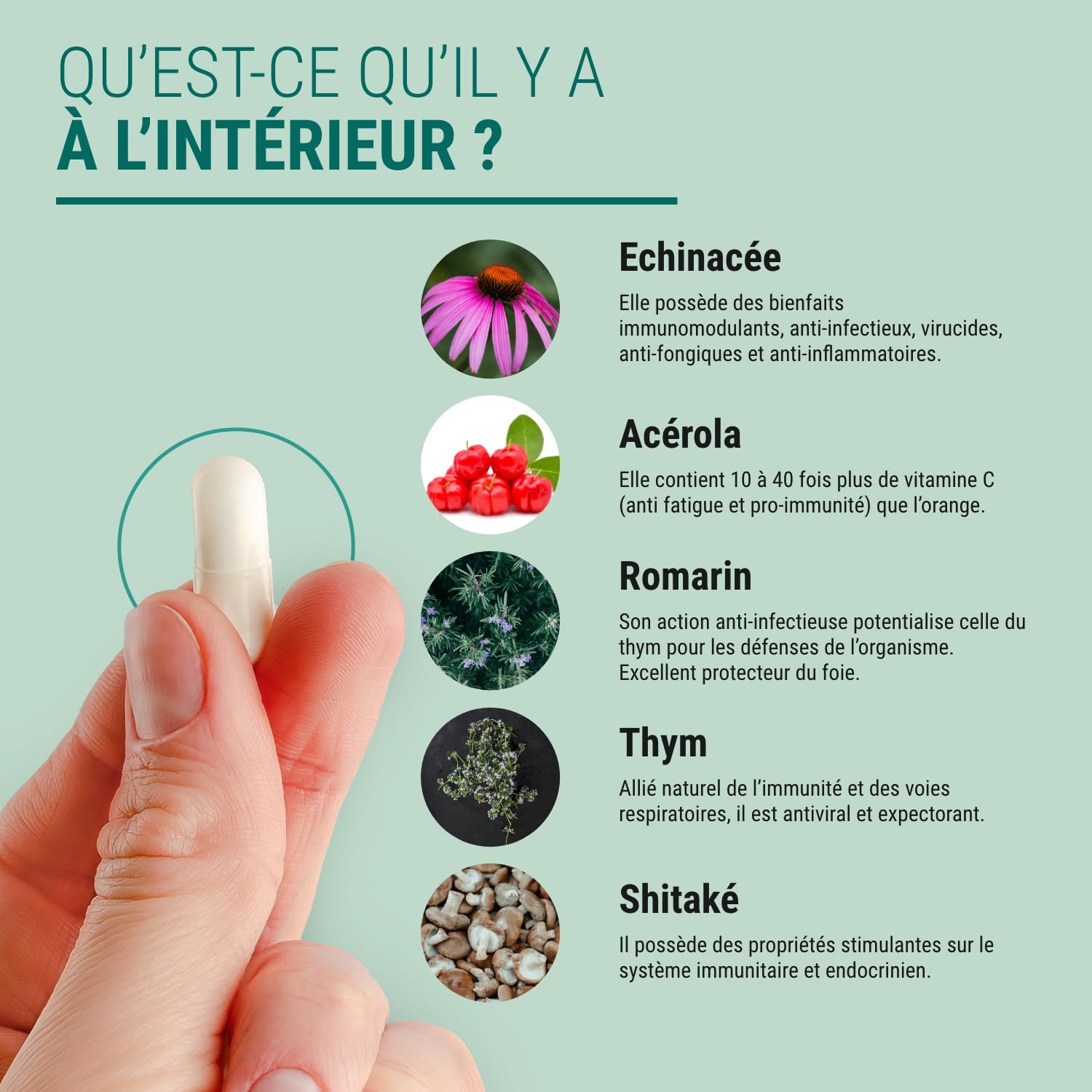HERBA DEF ORL - Booster Immunité - Complément Alimentaire Défenses - Virus Rhume Otite Sinusite - Extraits Secs - 150 Gélules - Fabriqué en France - Vegan - Sans Additifs Allergènes OGM