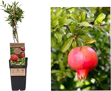 Punica Granatum Pomegranate Tree - Grow Tasty Fruit - in 15cm Pot - 45cm Tall