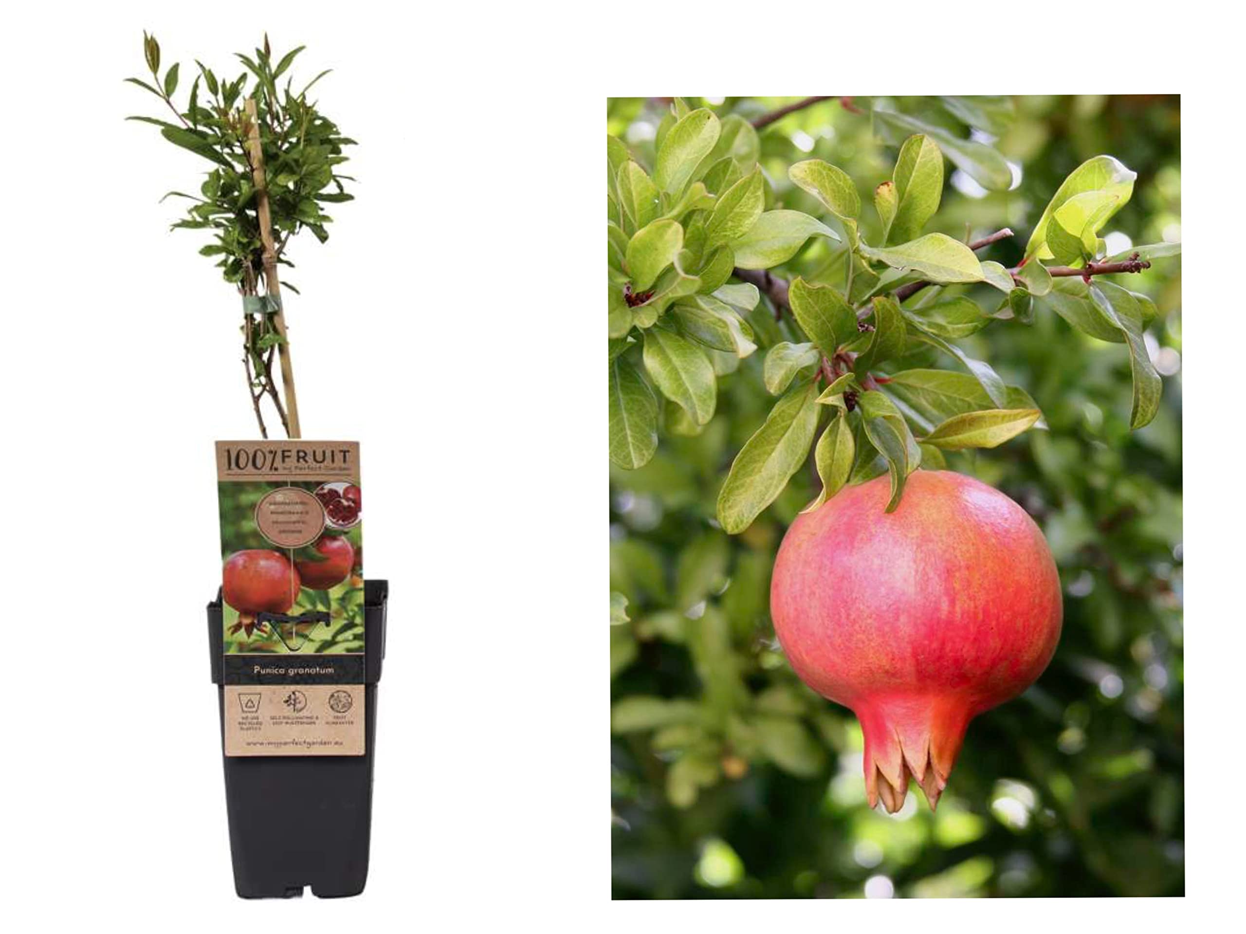 Punica Granatum Pomegranate Tree - Grow Tasty Fruit - in 15cm Pot - 45cm Tall