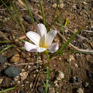 薄い クの開花後 球根 5球 ガーデニング 園芸用品