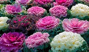 70+ Flowering Kale Ornamental Cabbage Seeds, Fringed Vegetable Mix