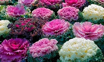 70+ Seeds Flowering Kale Ornamental Cabbage Fringed - Vegetable Mix
