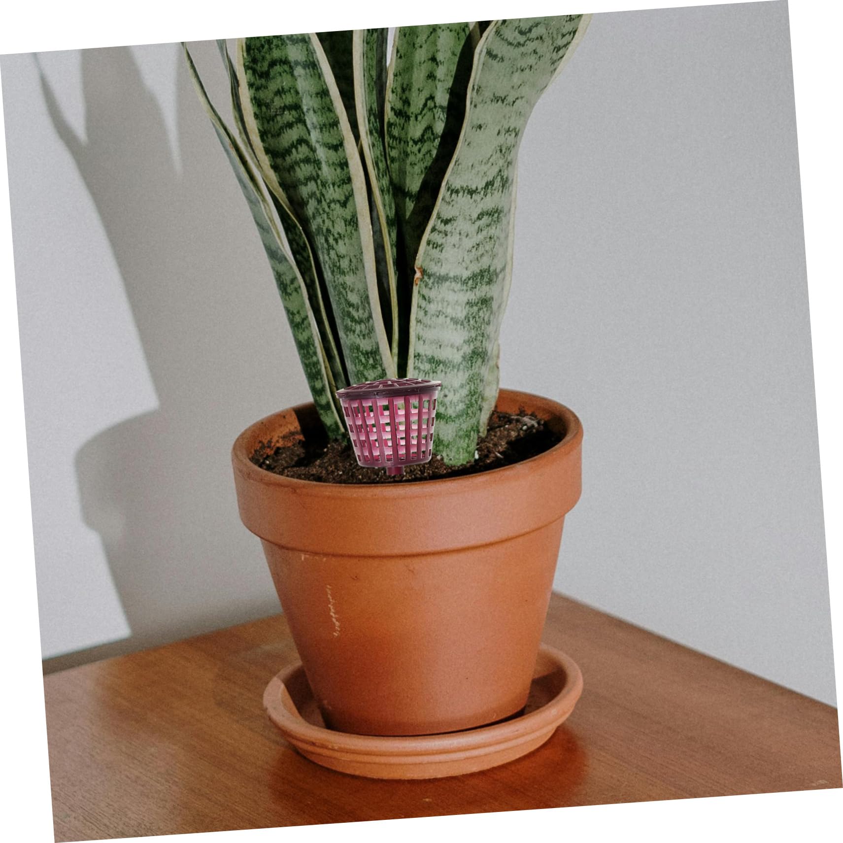 Mipcase 10 Pièces Boîte à Engrais Automatique pour Plantes de Paniers Réutilisables pour Fertilisation de Bonsai Plantes Vertes Pratique pour Jardinage
