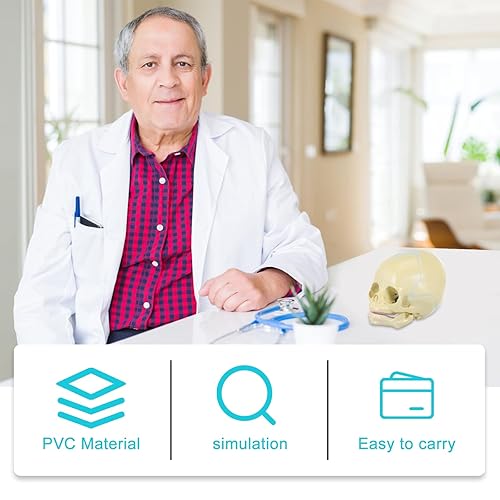 Miniatura 3 de Modelo anatómico de calavera humana  Modelo de cráneo de anatomía de cabeza esqueleto, modelo de 5.5 pulgadas para enseñanza médica, aprendizaje,