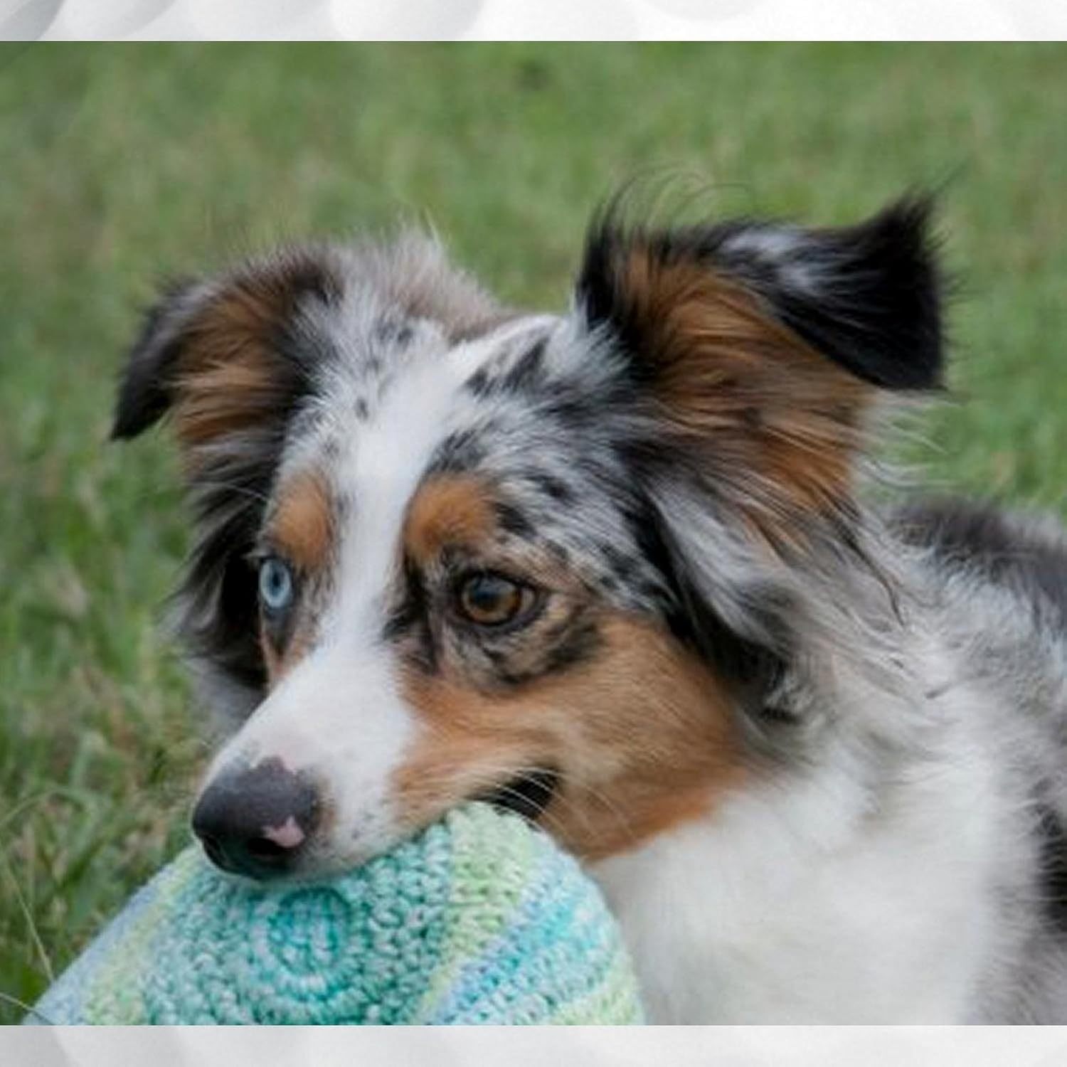 CafePress Blue Merle Miniature American/Australian Shepher Novelty Golf Balls (Pk of 12)