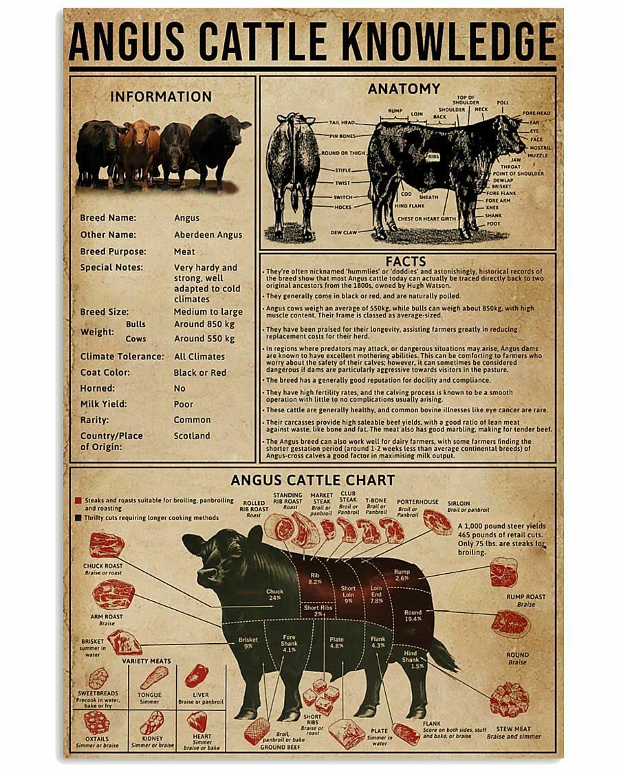 HOUVSSEN Angus Cattle Knowledge Poster Anatomy Poster for Kitchen Gift for Kids Chart Metal Tin Sign School Metal Tin Signs 8x12 Inch
