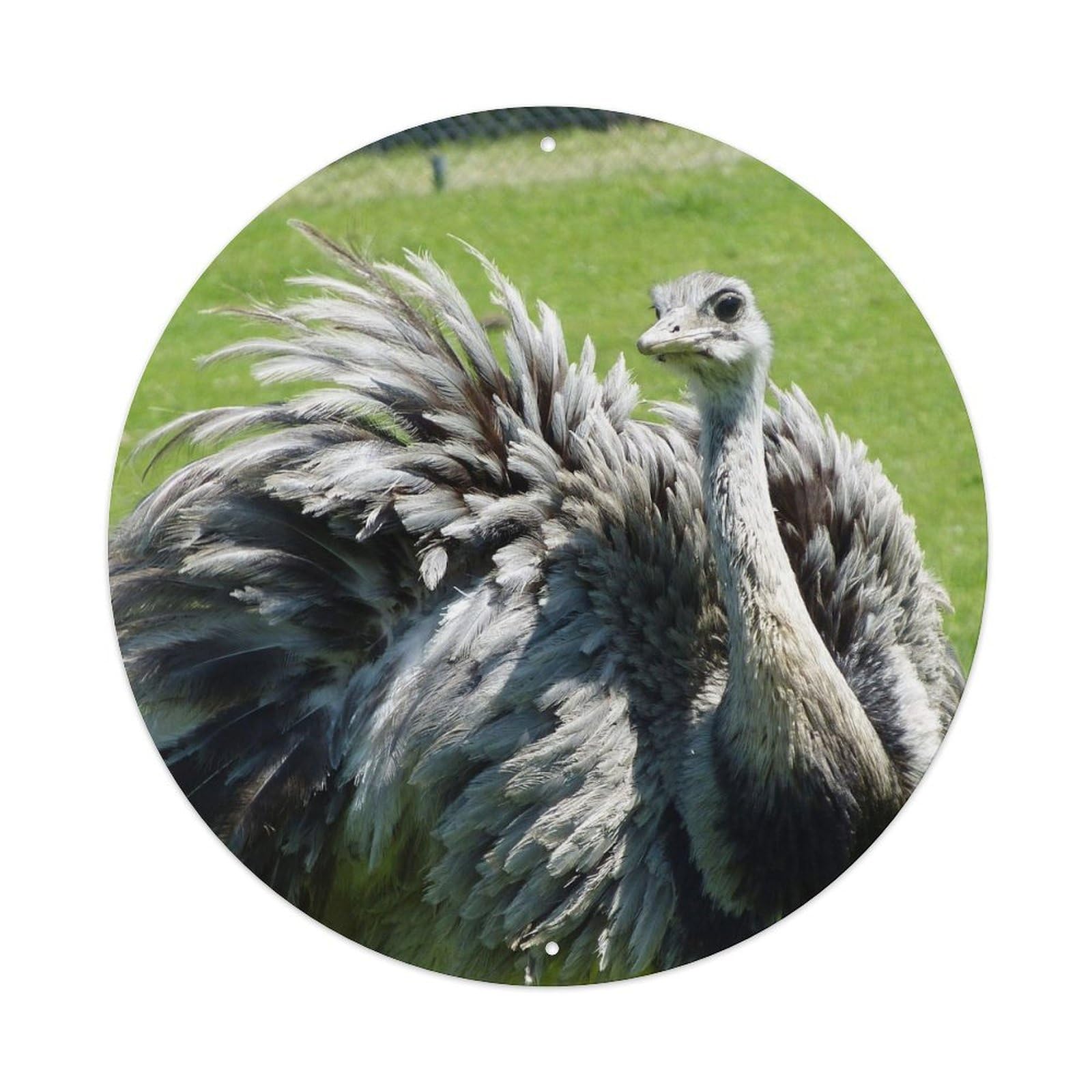Wildlife Great American Ostrich Metal Tin Sign