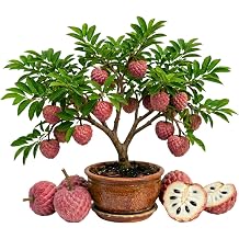 Red Sugar Apple Plant, Sweet Sugar Apple Fruit, 2-3 Feet Tall in 3 Gallon Pot, Tropical Fruit Tree for Backyard and Container Growing, No Ship to CA