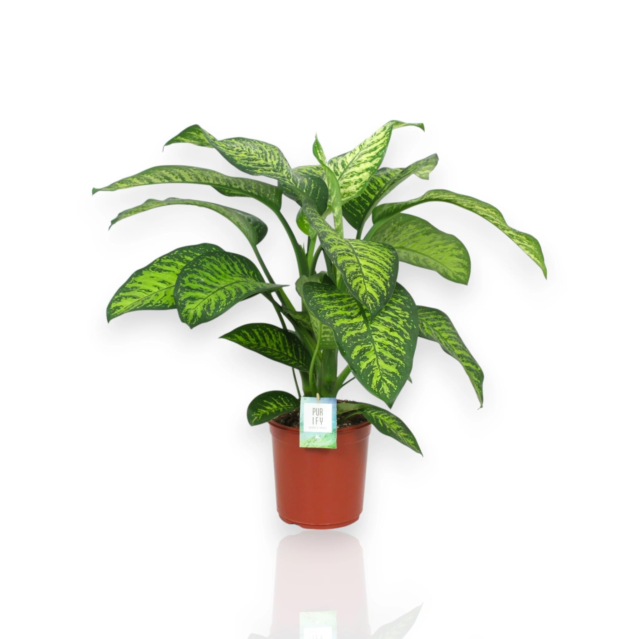 Dieffenbachia seguine 'Tropic jewel' Pianta da Interno Ornamentale, Colore Verde, 80-100 cm, Vaso 24