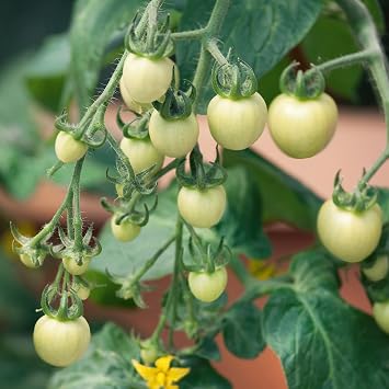 Mountain Valley Seed Co Super Snow White Tomato Seeds 300 Mg Non-GMO | Heirloom - Solanum lycopersicum - Packet 65 Seeds - Vegetable Garden