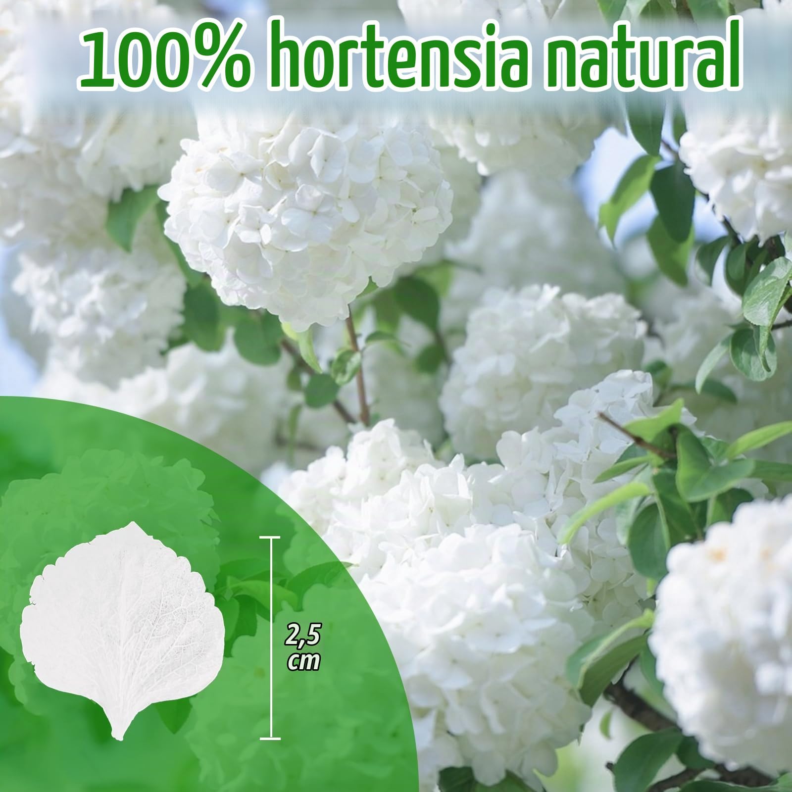 Más de 2500 pétalos de hortensia blancos secos reales de Lvory – 1.7 onzas preservadas de flores naturales para decoración de bodas, confeti de fiesta, centros de mesa de cena, manualidades