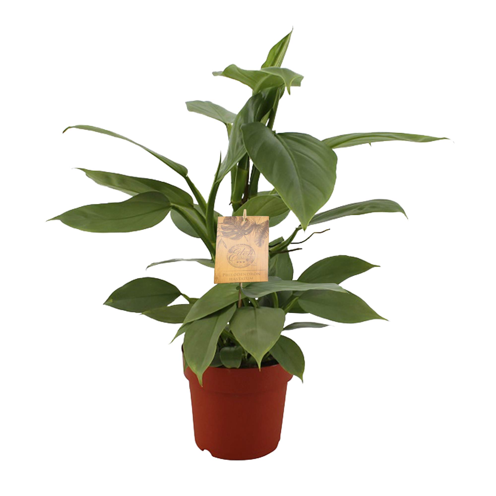 Indoor Plant from Botanicly – Philodendron Hastatum – Height: 40 cm