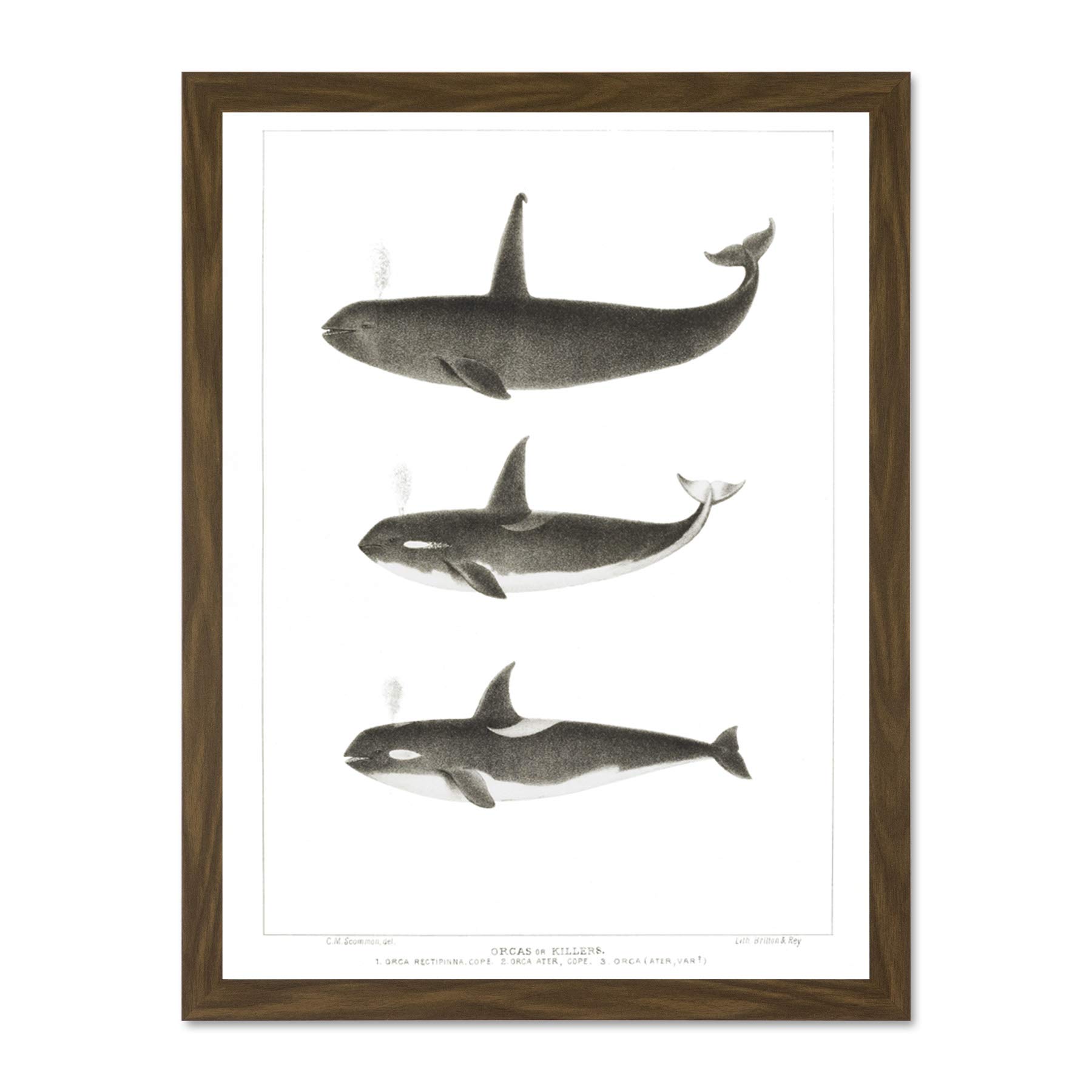 Wee Blue Coo Orca Killer Whales Large Framed Art Print Wall Poster 18x24 inch