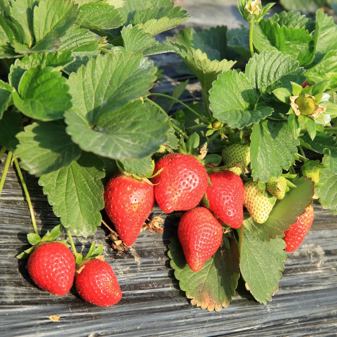 Pack 10 Sweet Juicy Strawberry Plants Live for Planting Outdoors, 3 to 4 Inch Tall, Well Rooted Strawberry Plants