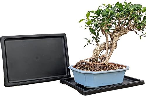 Tinyroots - Bandeja de humedad para bonsái, bandeja de goteo de 11 pulgadas, mantiene la humedad de las plantas y ayuda a proteger muebles, bandeja