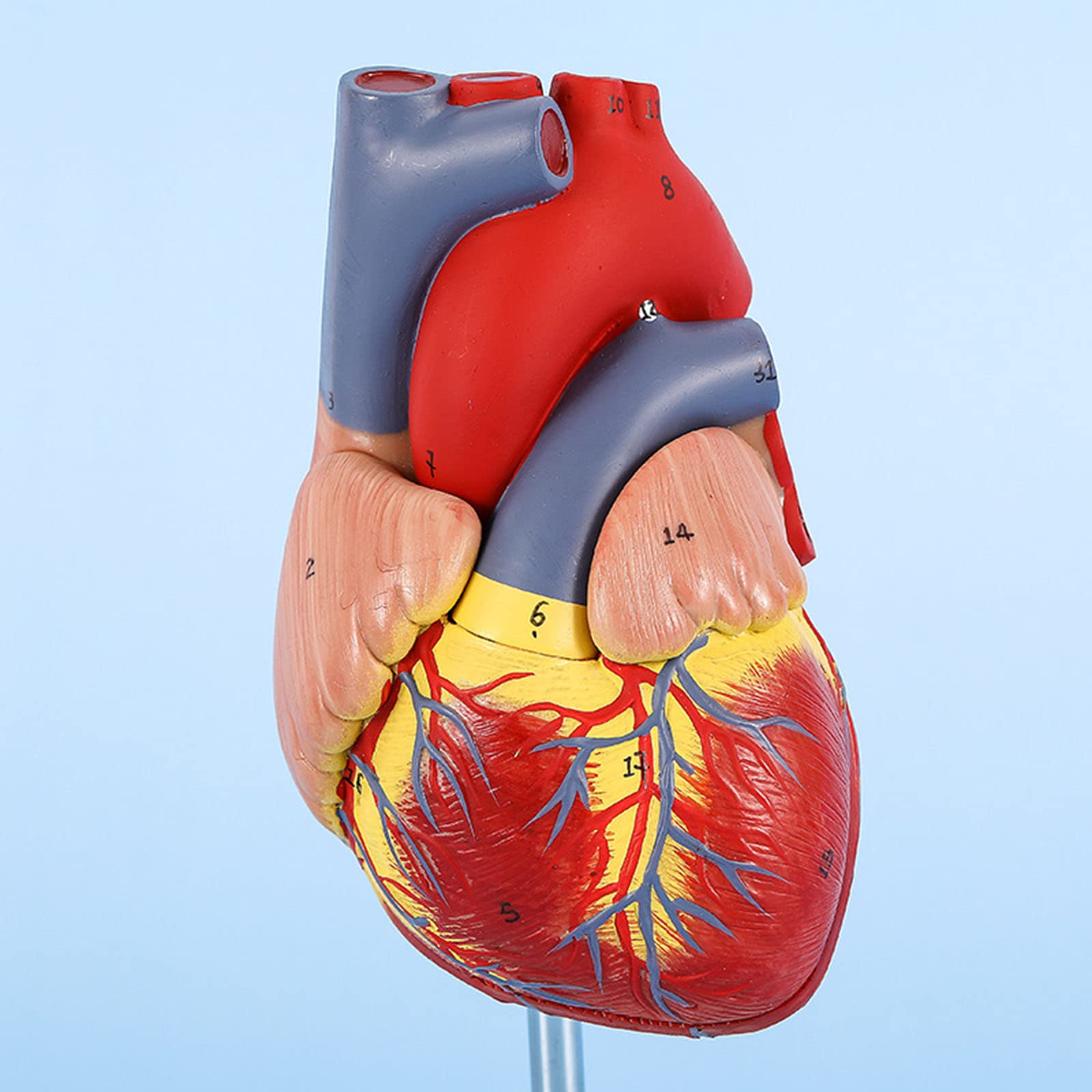 LVCHEN Human Heart Model 2 Part Life Size Anatomically Accurate Numbered Heart Medical Model Cardiac Anatomical Model For Science Classroom And Cardiology Study Life Size Human Heart Model - View #9