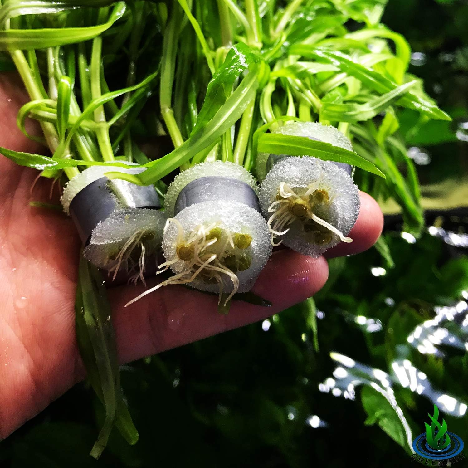 Greenpro | Pogostemon Stellata Octopus Green 3-Bundle Live Aquarium Plants Package Freshwater Fish Tank