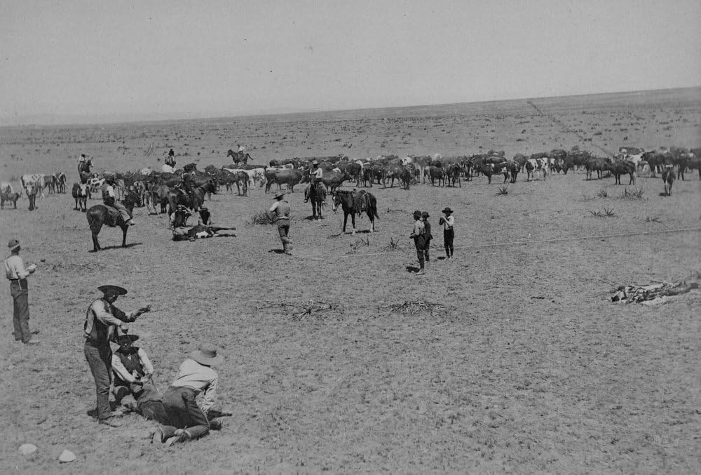 Branding At Texas Ranch Ca 1880-1890 Cowboys Ranch Hands Even Children Pitch In To Get The Cattle Of The 7 Ranch In Texas Roped And Branded Two Pairs Of Branders Hold Down The Cows Being Branded While