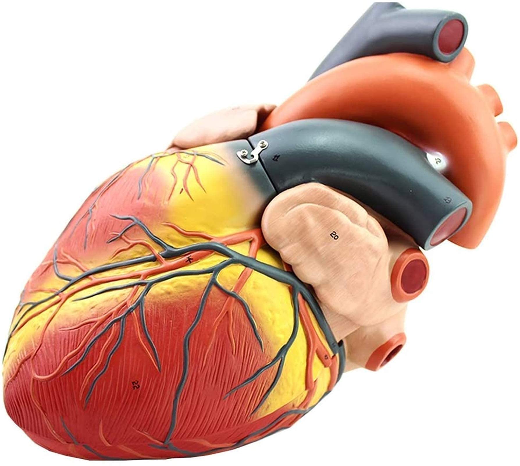 Modello anatomico, Modello Cuore ingrandito 4X - Modello Cuore scientifico - Modello Cuore Umano Rimovibile con Segnale Digitale l'insegnamento Cardiaco Il Modello Scheletro Medico