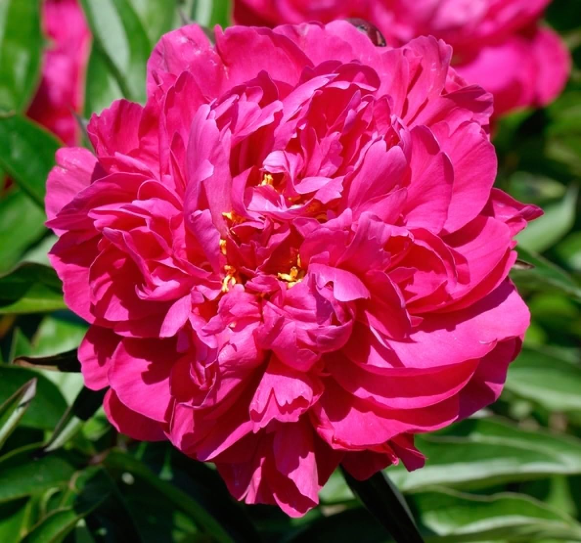 Kansas Peony Perennial Root to Plant – Vibrant Double Pink-Red Blooms for Classic Garden Charm (2 Roots)