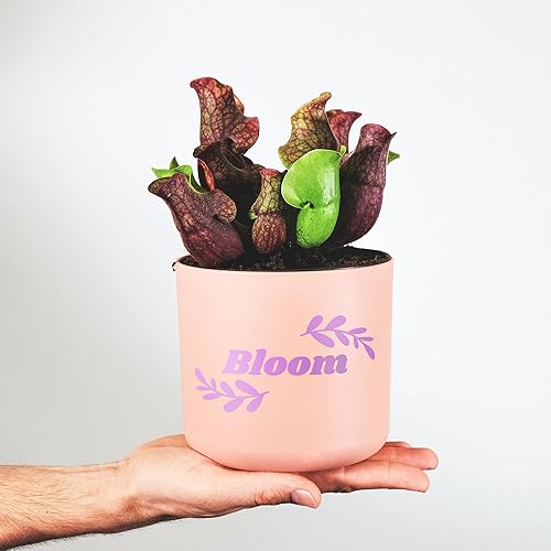 Vista 40 de Glossy Black Permanent Vinyl - 12" x 11 FT, Vinyl for Decor Sticker, Car Decal, Scrapbooking, Signs, Waterproof Window & Home Decal Glossy