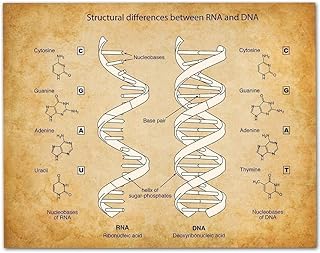 RNA & DNA - 11x14 Unframed Art Print - Makes a Great Science Room Decor and Gift for Biologists and Biology Students