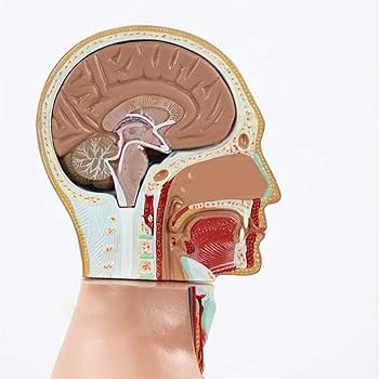 グレイ解剖学　ami☆　交渉中 グレイ解剖学 - AnkiWeb