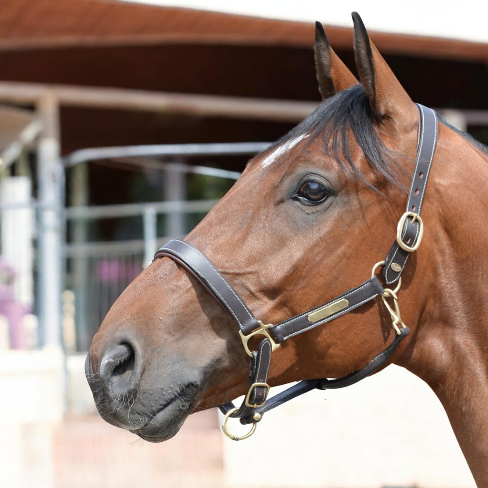 EQuest Inscribe - Cabestro de piel para caballos, color mocha, S