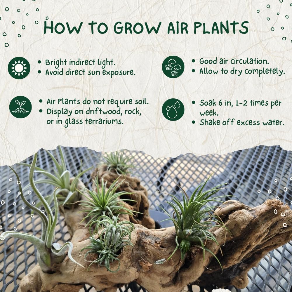 20 Tillandsia Air Plants, Live Succulents Indoor Plants, Assorted Airplants Variety for Decoration, Terrariums, and Office