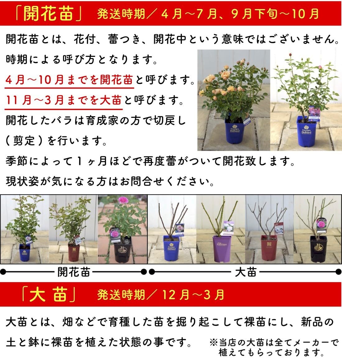 Amazon.co.jp: ［ ルクソール 6号鉢 大苗 予約 ］ 鉢植え バラ 薔薇