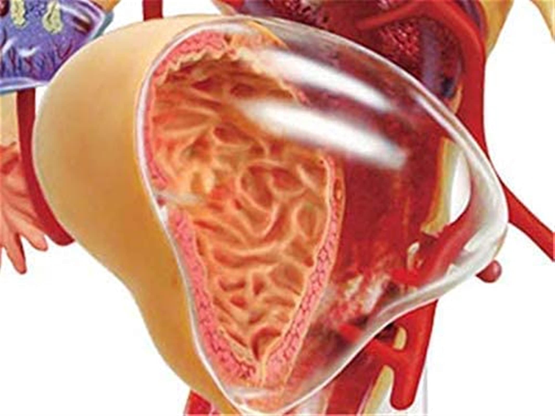 Model anatomiczny, model edukacyjny 1:1 żeński narząd rozrodczy model ludzkiego narządu do nauki nauczania model medyczny materiały laboratoryjne modele medyczne do modelu szkieletu demona medycznego