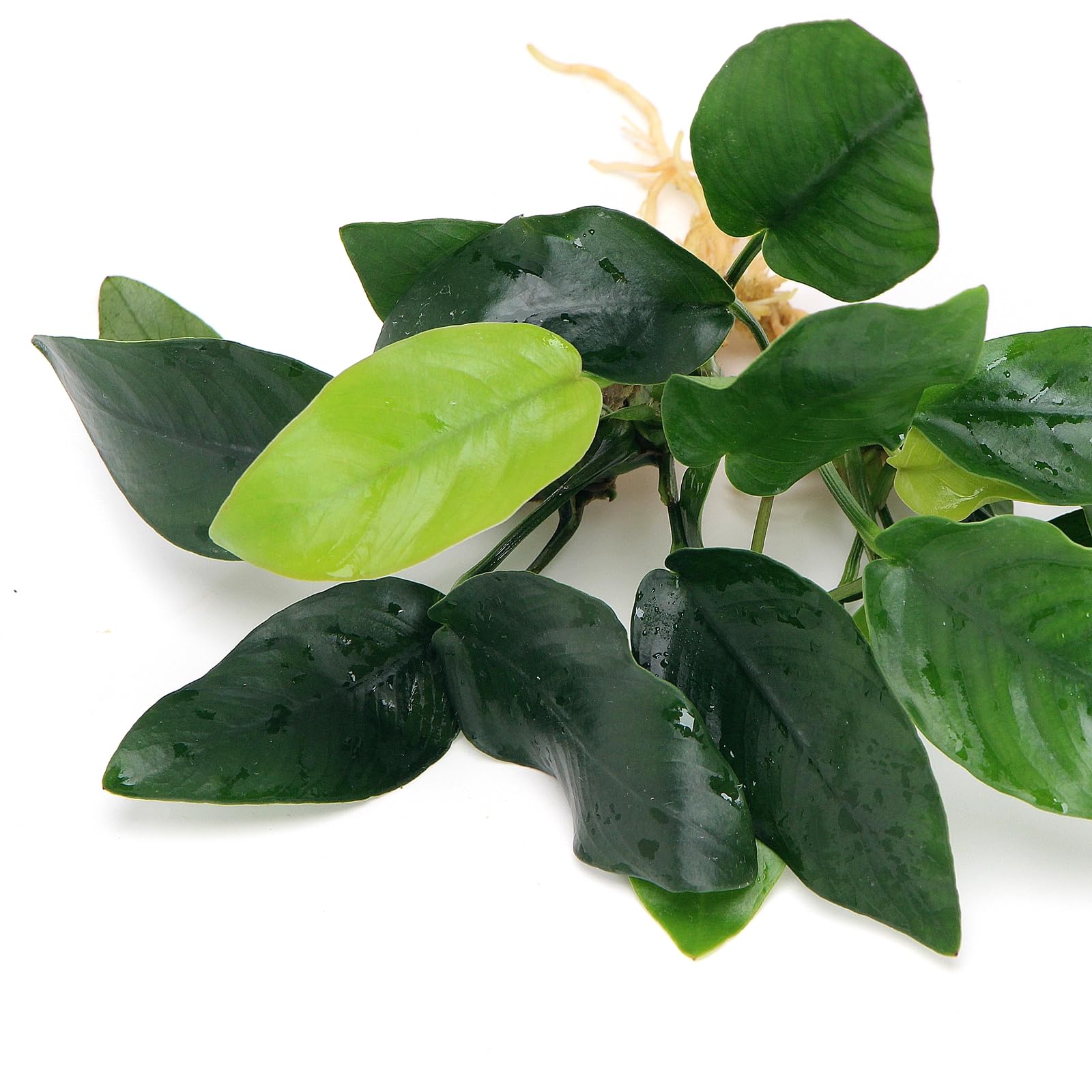 K2AQUA 2X Anubias Nana Live Aquarium Plants Oxygenating Plant Aquarium Low Maintenance Foreground Midground for Freshwater Tropical Tank Beginner Friendly