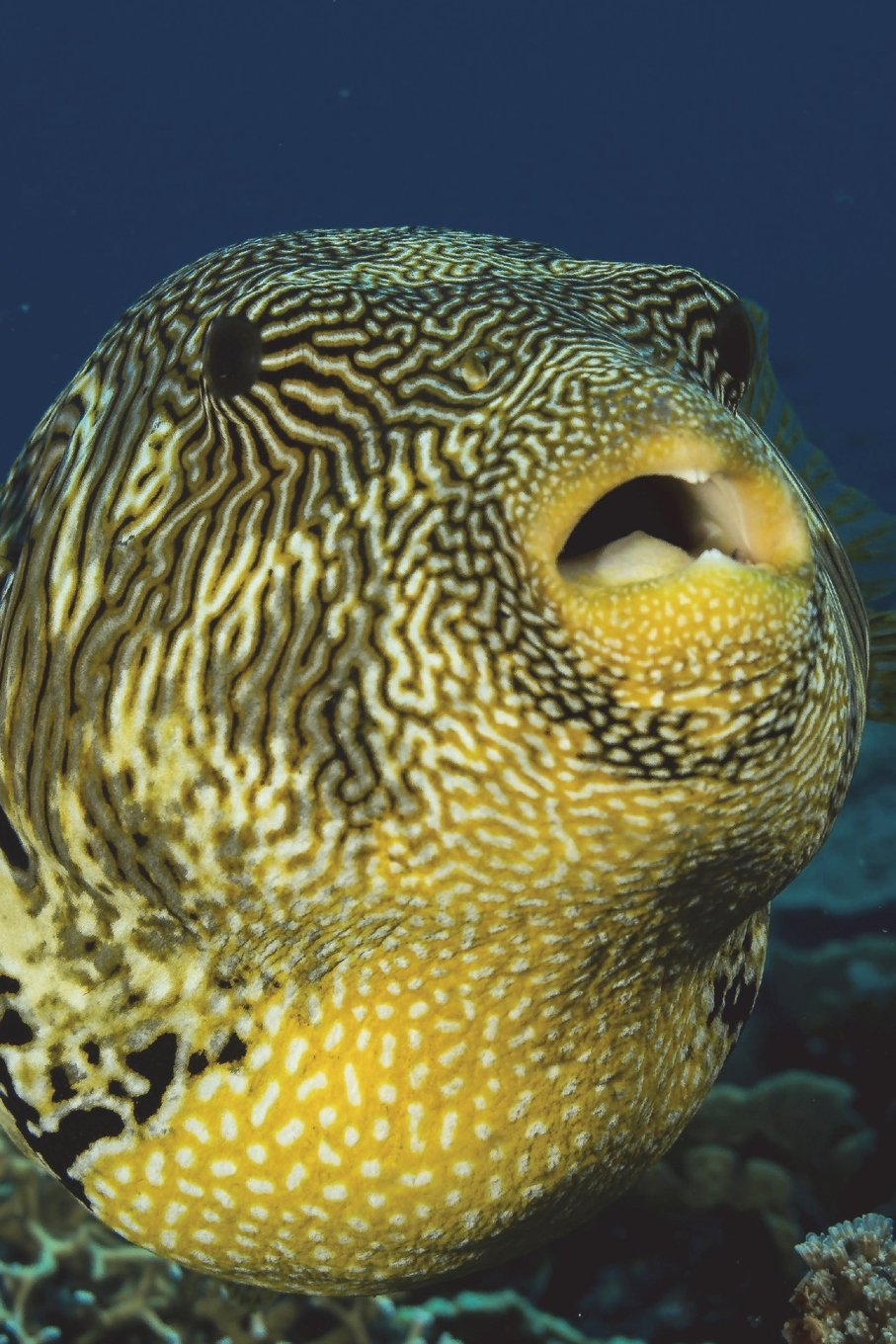 The Puffer Fish Journal: 150 page lined notebook/diary