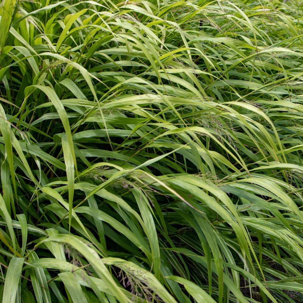 Hakonechloa Grass Live Plant, Japanese Forest Grass Plants, Perennial Hakonechloa Grass Plants Live, Live Ornamental Grass Starter Plants, Appx 4 to 6 Inch Tall