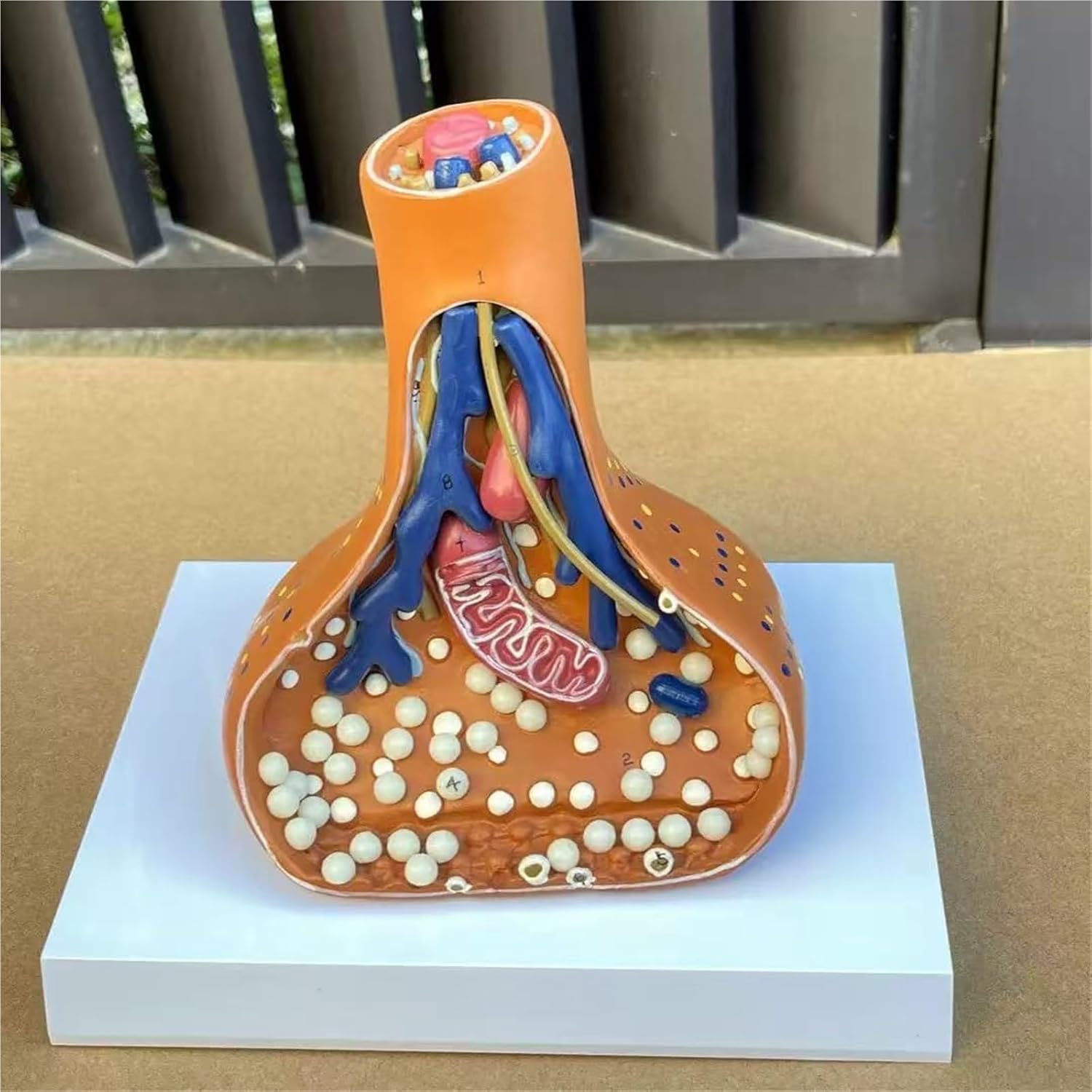 Synapse Neuron Anatomical Model, Chemical Synapse Anatomy Model - 3D Enlarged Human Nervous System Teaching Aid for Science Education Medical School Demonstration