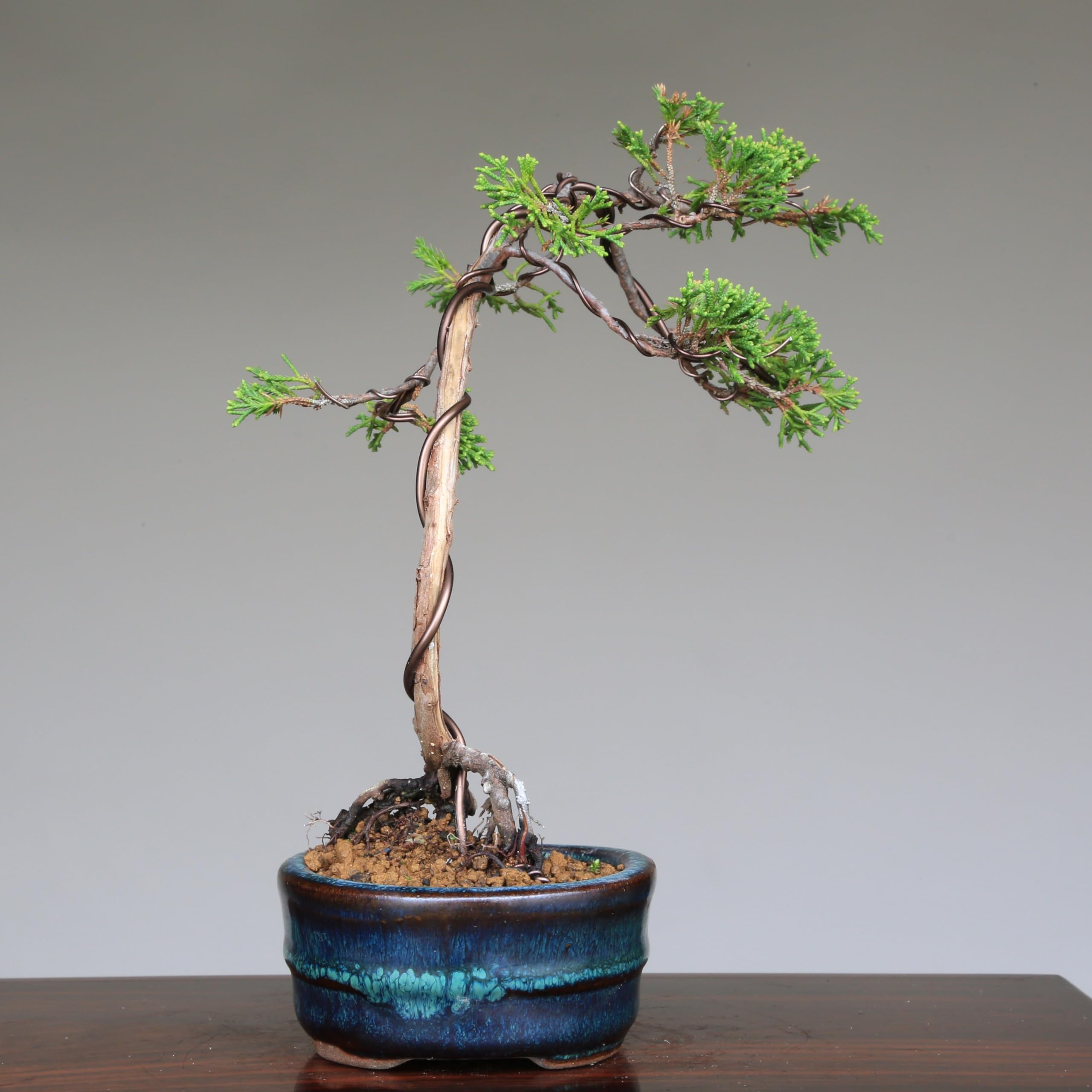 真柏　盆栽　文人調　素材 Amazon.co.jp: 糸魚川真柏 文人調 小品盆栽【泰寿園 Online】 : DIY