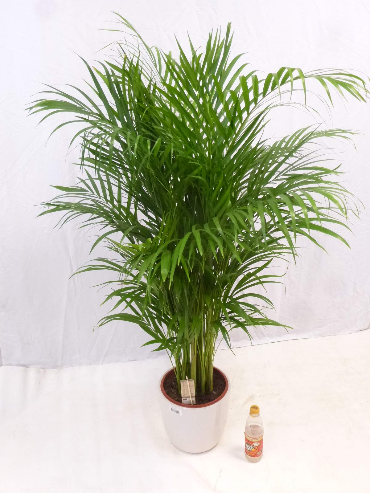 Palmenlager] XL Goldfruchtpalme - Areca - Dypsis - 150 cm - //  Zimmerpflanze - Zimmerpalme // : Amazon.de: Garten