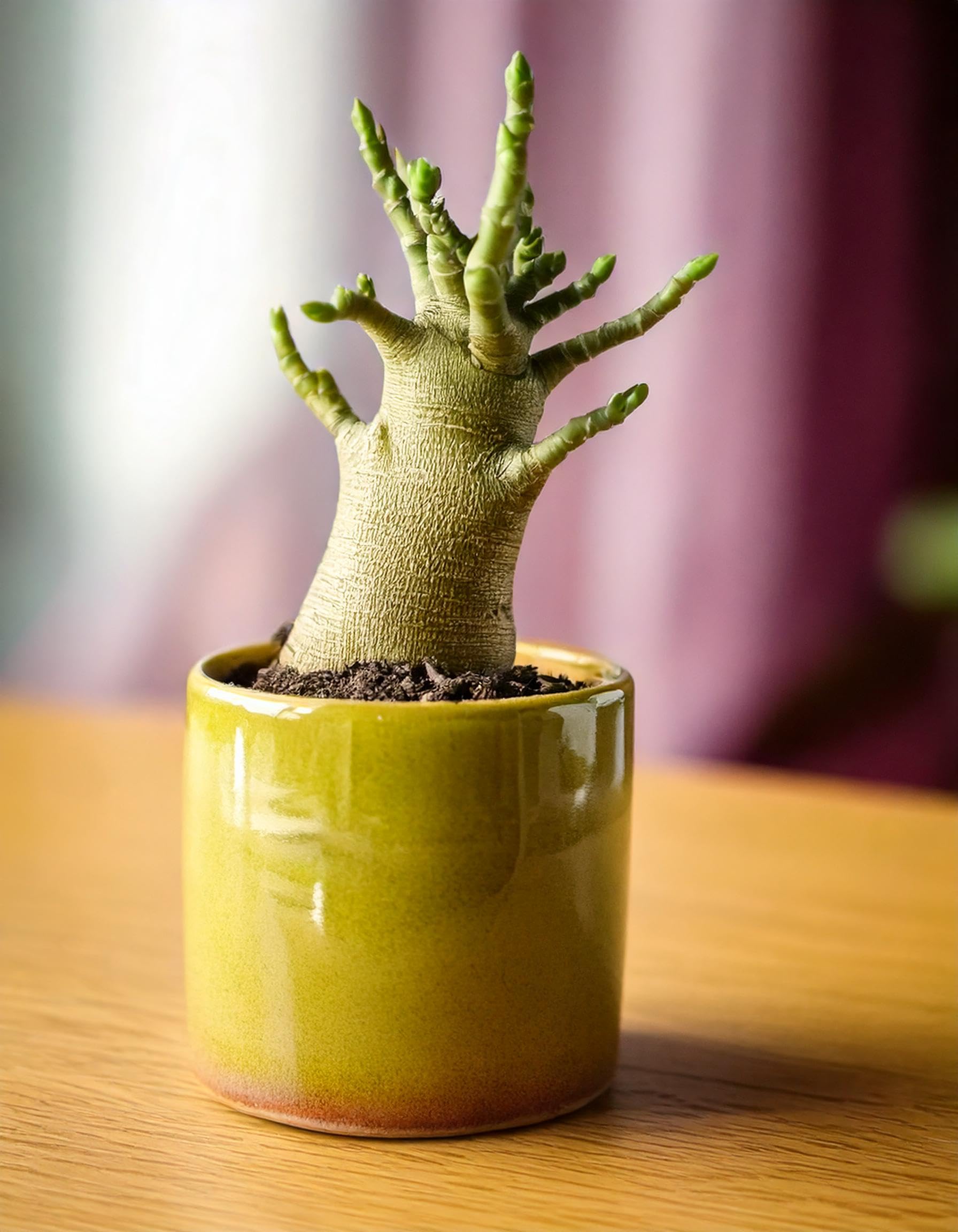 PUR PLANT | Baobab Adenium ansu | Plantas naturales interior con elegancia escultórica | Plantas naturales exterior resistentes | Maceta de Ø12 cm
